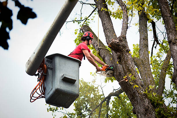 Best Tree Planting Services  in Shiner, TX